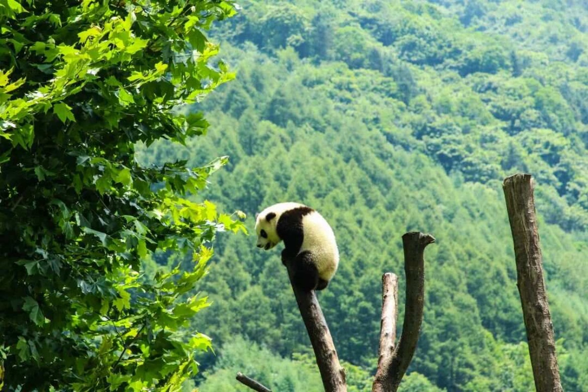 Giant Panda Habitat